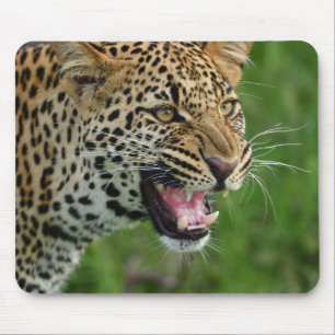 leopard, natur, djurliv musmatta