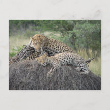 Leopard och Unge som vilar på torkat gräs