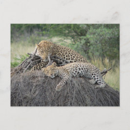 Leopard och Unge som vilar på torkat gräs Vykort