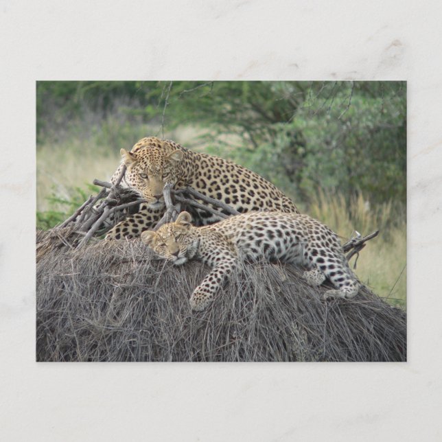 Leopard och Unge som vilar på torkat gräs Vykort (Framsida)