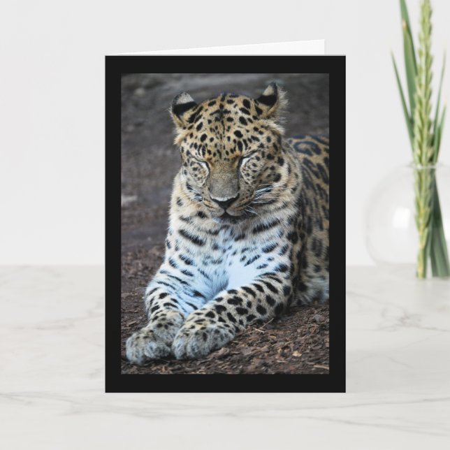 Leopard Ögon Stängda Kort (Framsida)
