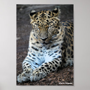 Leopard Ögon Stängda Poster