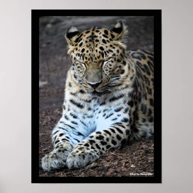 Leopard Ögon Stängda Poster (Framsidan)