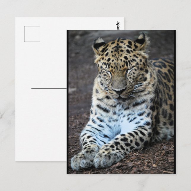 Leopard Ögon Stängda Vykort (Fram/baksida)