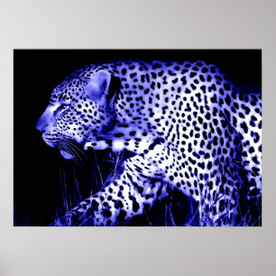 Leopard på Blue Night Poster Pop Art Vilda djur