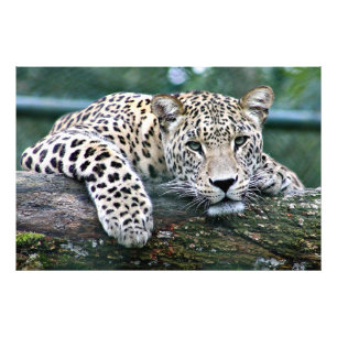Leopard på en logg fototryck