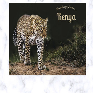 Leopard på Masai Maras nationella reservat Kenya Vykort