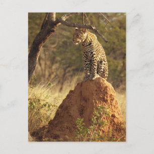 Leopard på Termite Mound i Namibia Vykort