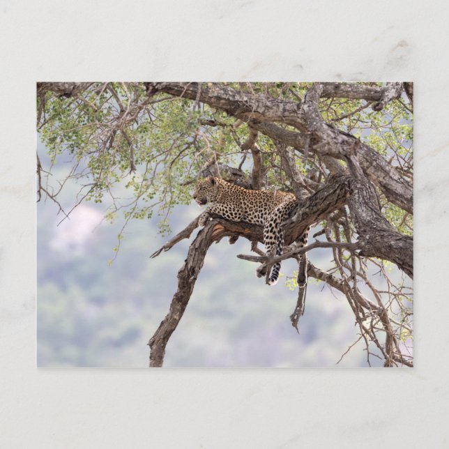 Leopard på träd vykort (Framsida)