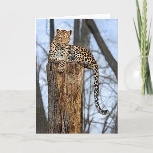 Leopard på vaktkortet kort (Framsida)