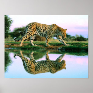 Leopard på vatten poster