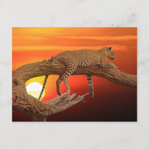 Leopard på vykort för solnedgång
