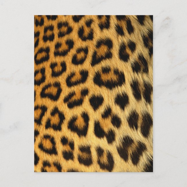 Leopard Päls Skriv ut Vykort (Framsida)