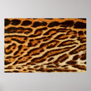 Leopard päls struktur. Djurtryck Poster