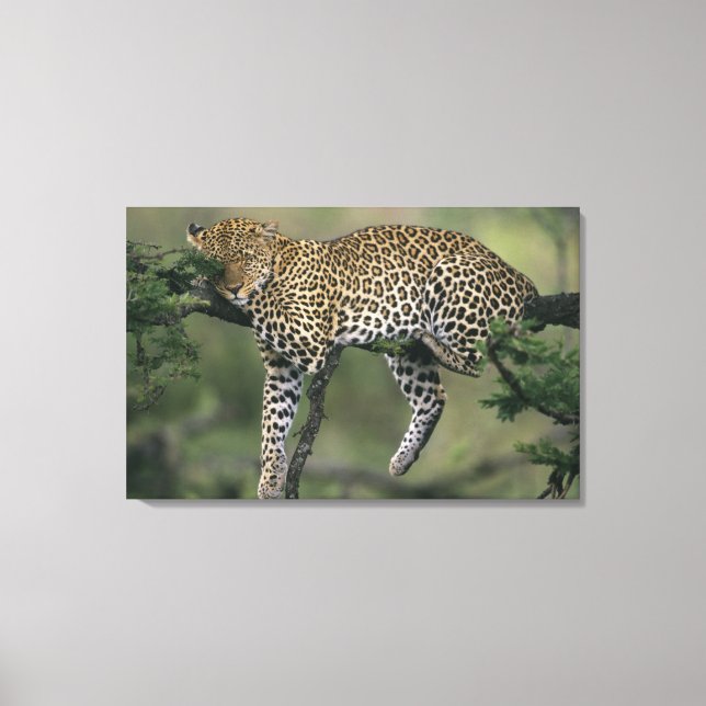 Leopard, (Panthera pardus), Kenya, Masai Mara Canvastryck (Framsida)