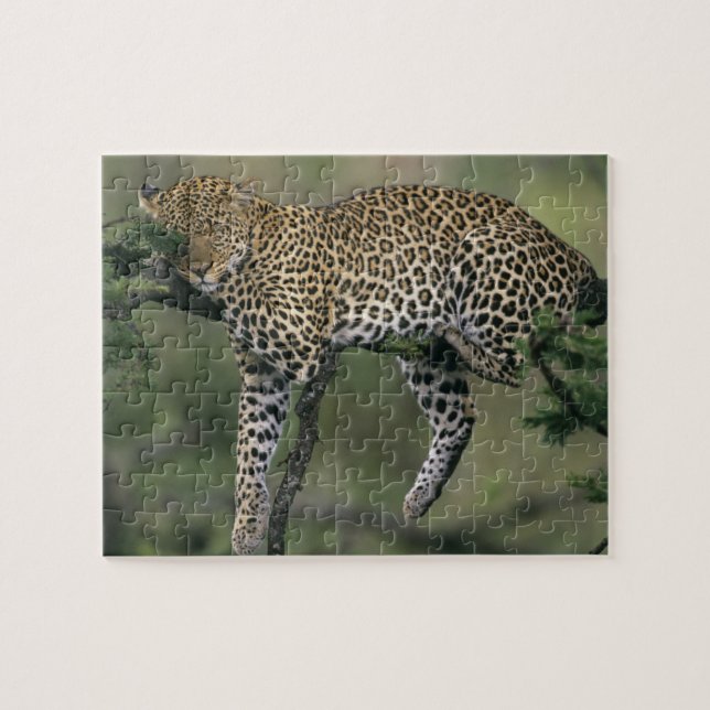 Leopard, (Panthera pardus), Kenya, Masai Mara Pussel (Horisontell)