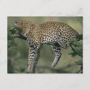 Leopard, (Panthera pardus), Kenya, Masai Mara Vykort