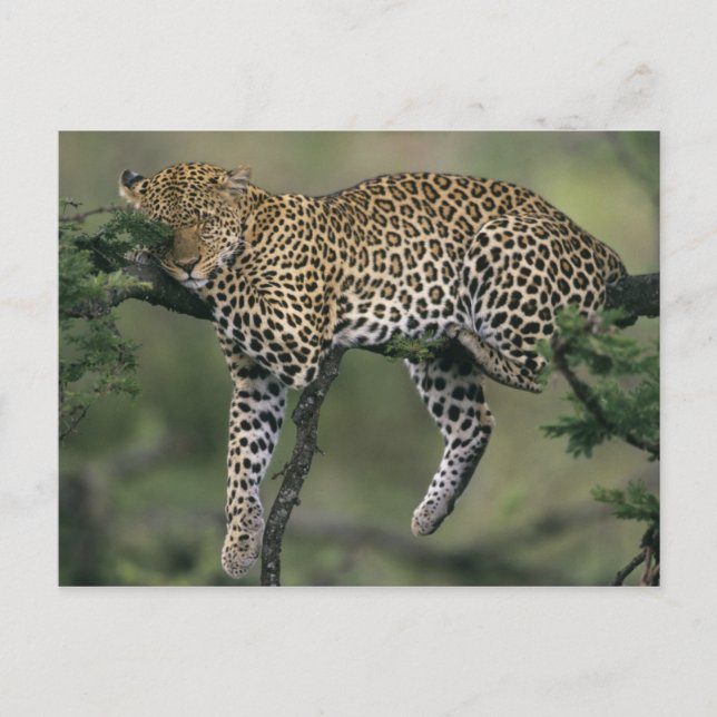 Leopard, (Panthera pardus), Kenya, Masai Mara Vykort (Framsida)