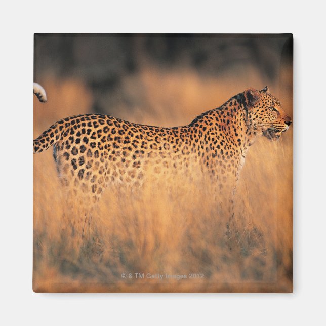 Leopard (Panthera pardus) Magnet (Framsidan)