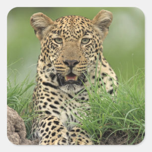 Leopard, Panthera pardus, Sabi Sabi Game Fyrkantigt Klistermärke