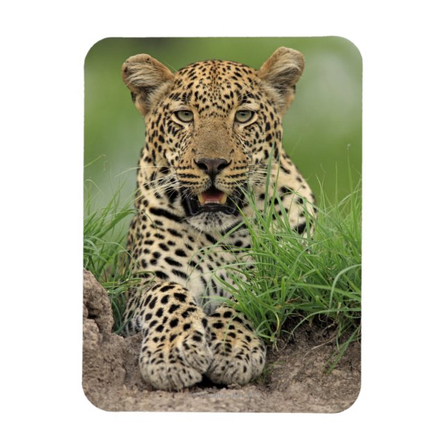 Leopard, Panthera pardus, Sabi Sabi Game Magnet (Vertikal)