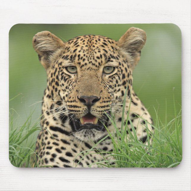 Leopard, Panthera pardus, Sabi Sabi Game Musmatta (Framsidan)