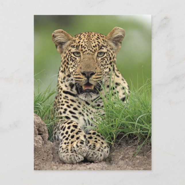 Leopard, Panthera pardus, Sabi Sabi Game Vykort (Framsida)