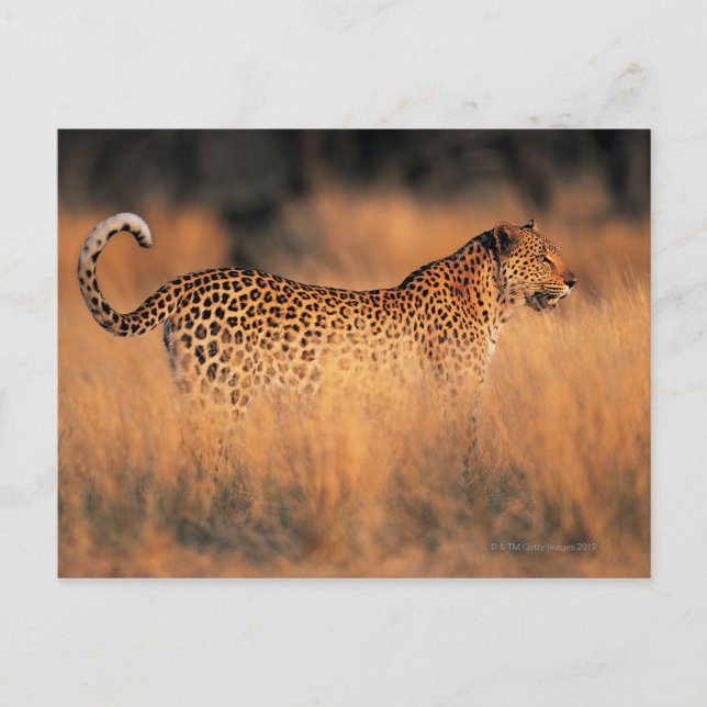 Leopard (Panthera pardus) Vykort (Framsida)