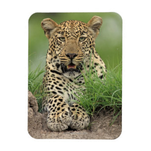 Leopard Pantherapardus, Sabi Sabi lek Magnet