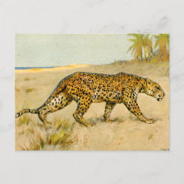 Leopard, pastel, okänd konstnär vykort