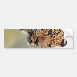 Leopard Photo Bildekal