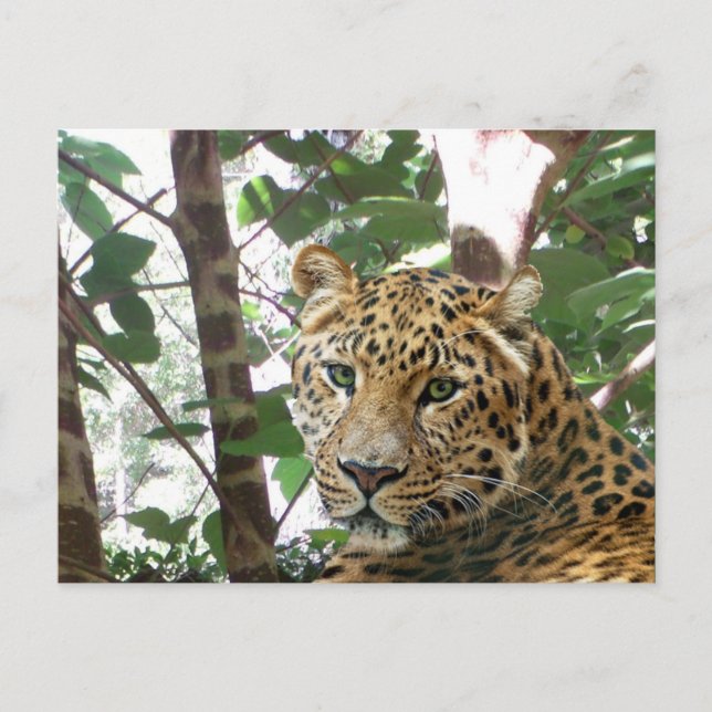 Leopard Photo Postcard Vykort (Framsida)
