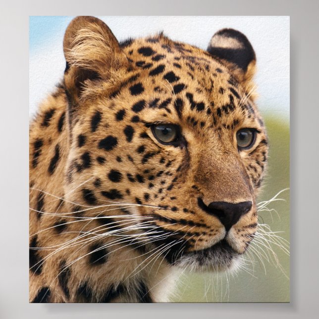 Leopard Photo Poster (Framsidan)