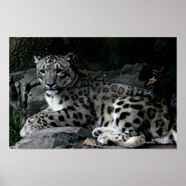 Leopard Photo Print Poster (Framsidan)