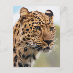 Leopard Photo Vykort