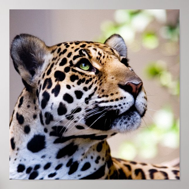 Leopard Photograph Poster (Framsidan)