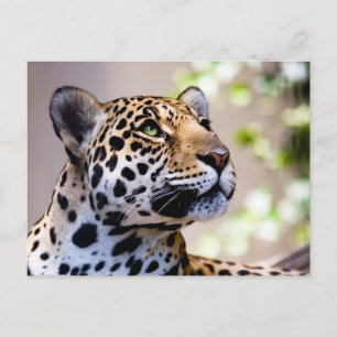 Leopard Photograph Vykort