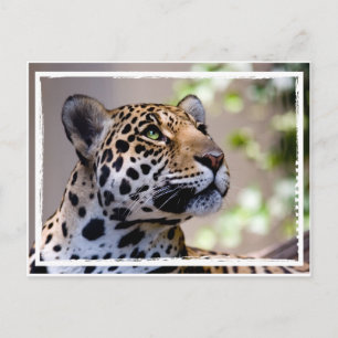 Leopard Photograph Vykort