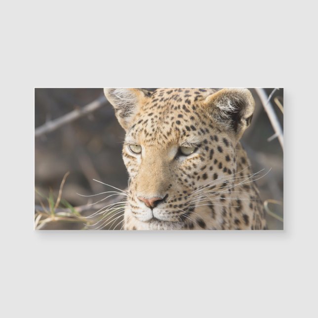 Leopard porträtt (Framsida)