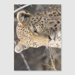 Leopard porträtt