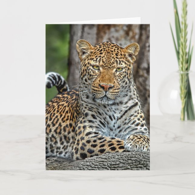 Leopard Porträtt Card Kort (Framsida)