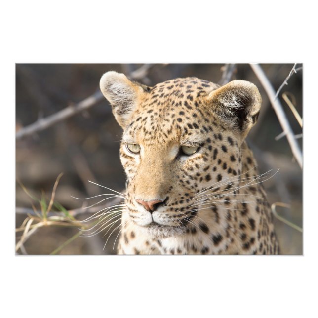 Leopard porträtt fototryck (Framsidan)