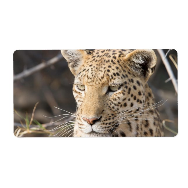 Leopard porträtt fraktsedel (Framsidan)