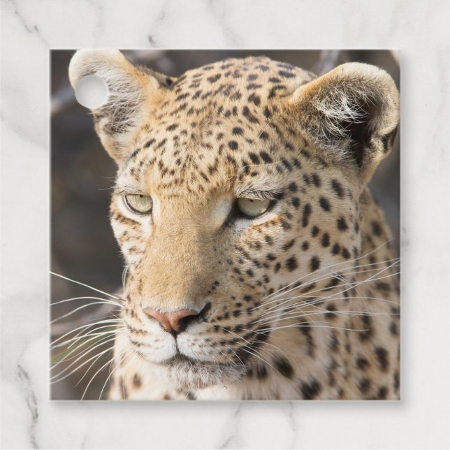 Leopard porträtt gåvor etiketter (Framsida)