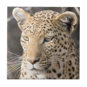 Leopard porträtt kakelplatta