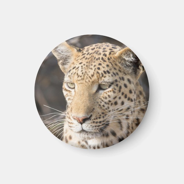 Leopard porträtt magnet (Framsidan)