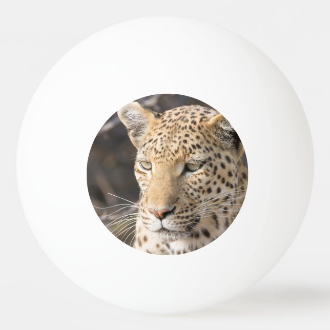 Leopard porträtt pingisboll (Baksidan)