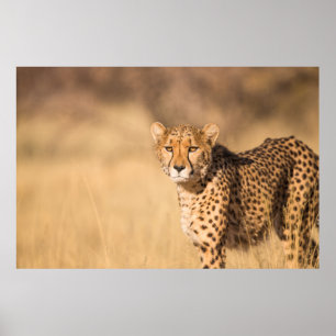 LEOPARD PORTRÄTT POSTER