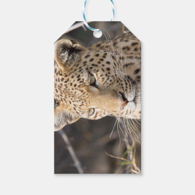 Leopard porträtt presentetikett (Framsidan)