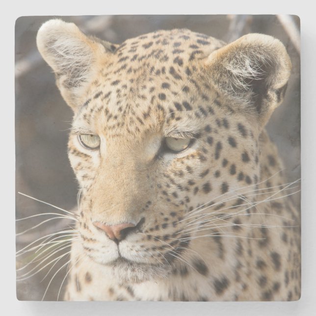 Leopard porträtt stenunderlägg (Framsidan)